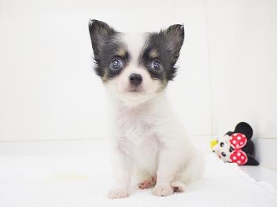 animal_image