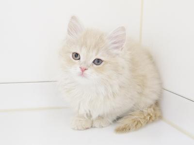animal_image