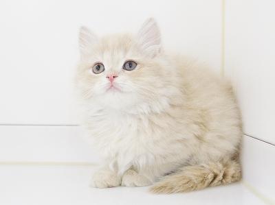 animal_image