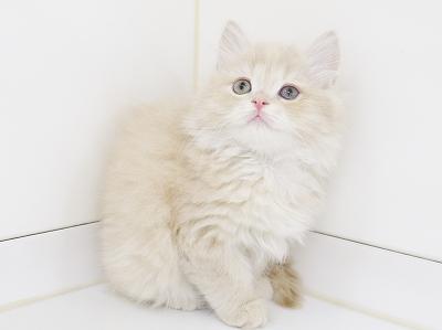 animal_image