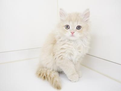 animal_image
