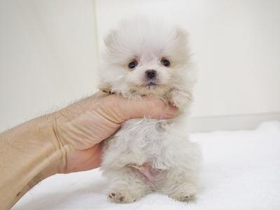 animal_image