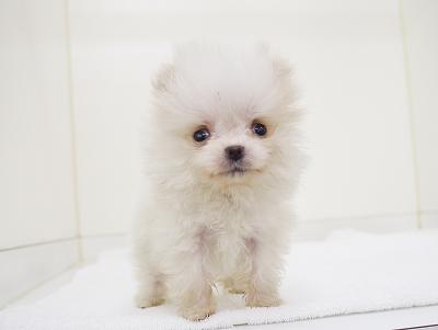 animal_image