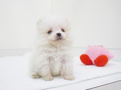 animal_image