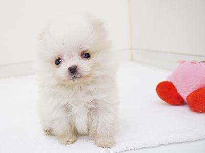 animal_image