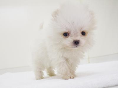 animal_image
