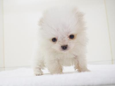 animal_image