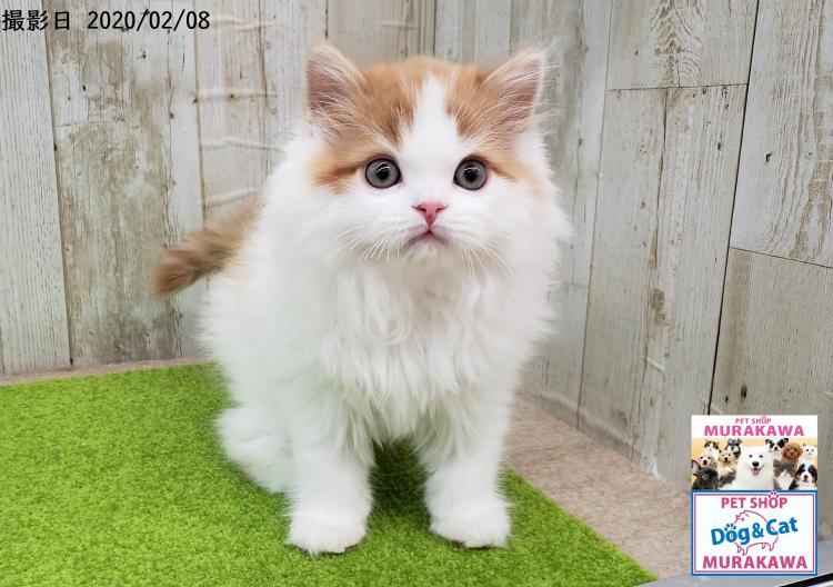 兵庫県のペットショップ Proshop Dog Cat Murakawa スコティッシュ フォールド ロングヘア M0305 の詳細情報 猫との暮らし大百科 アニコム獣医師監修
