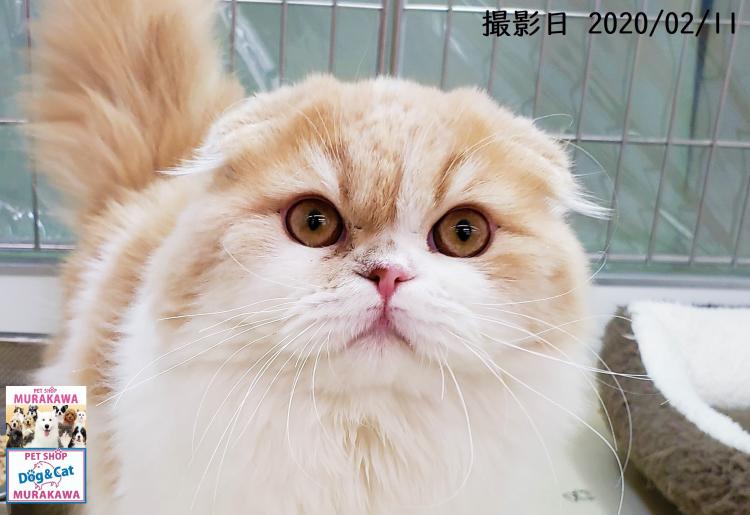 PROSHOP DOG＆CAT MURAKAWAのスコティッシュ・フォールド