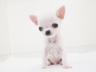 animal_image