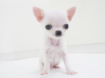 animal_image