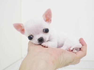animal_image