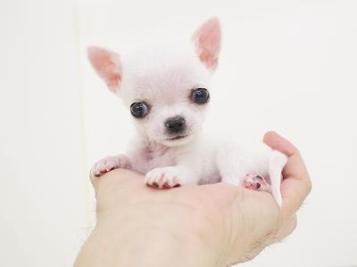 animal_image