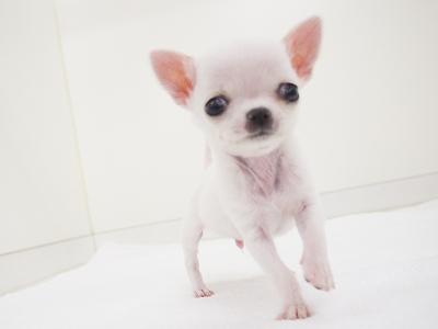 animal_image