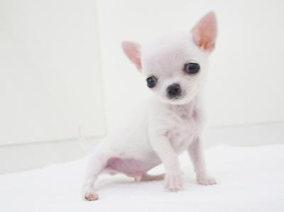 animal_image