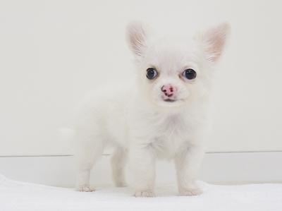 animal_image