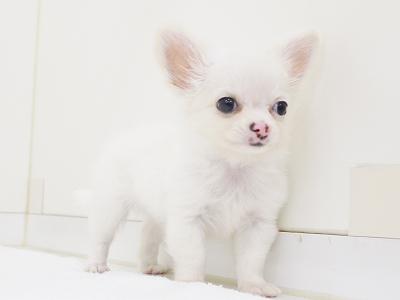 animal_image