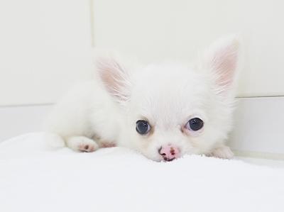 animal_image
