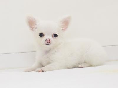 animal_image