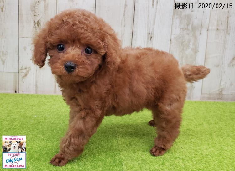animal_image