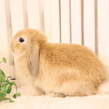 animal_image