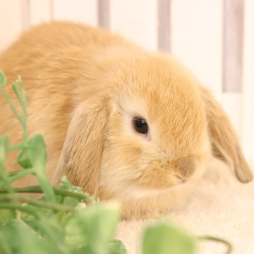 animal_image