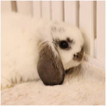 animal_image