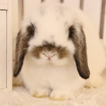 animal_image