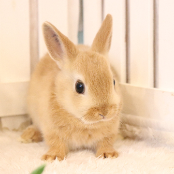 animal_image