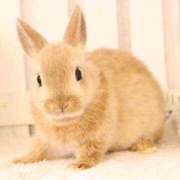 animal_image