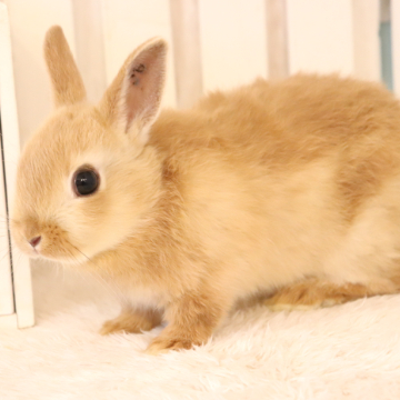 animal_image