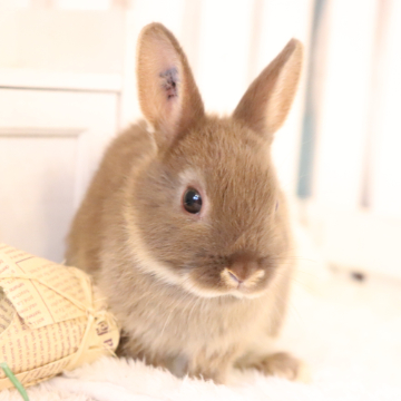 animal_image
