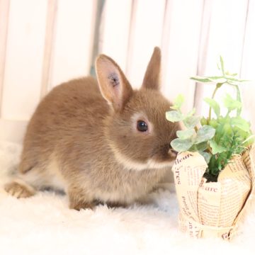 animal_image