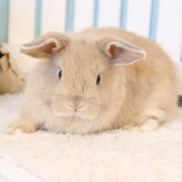 animal_image