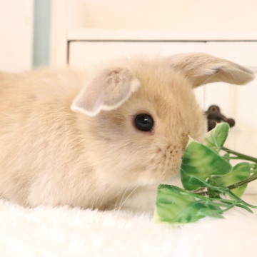 animal_image