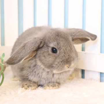 animal_image