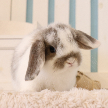 animal_image