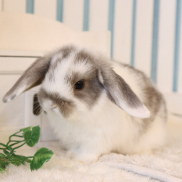 animal_image