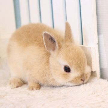 animal_image