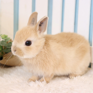 animal_image
