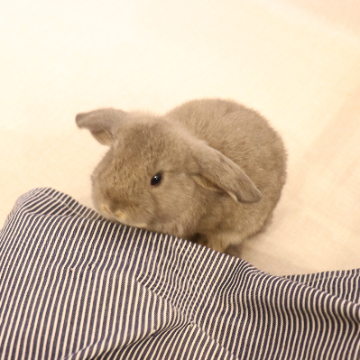 animal_image