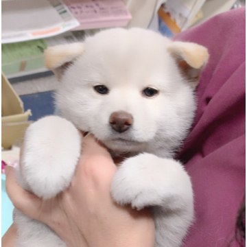 animal_image