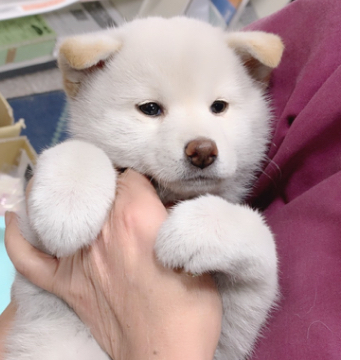 animal_image