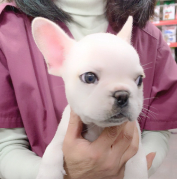 animal_image