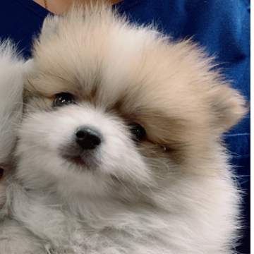 animal_image