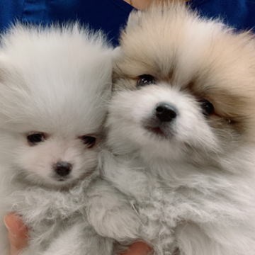 animal_image