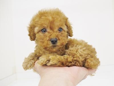 animal_image