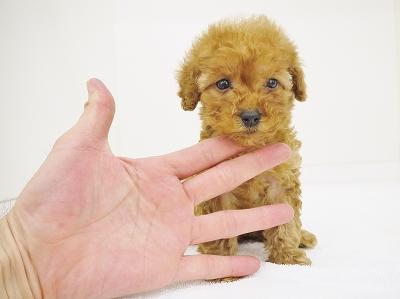 animal_image
