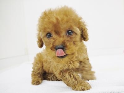 animal_image