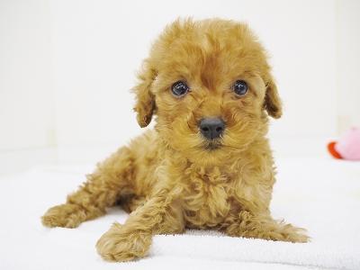 animal_image